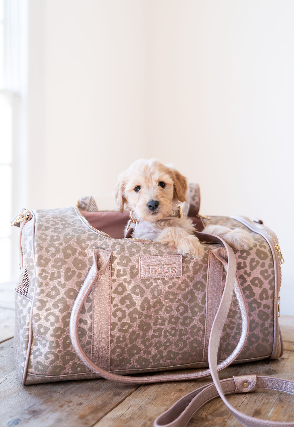 Dog Leash & Collar