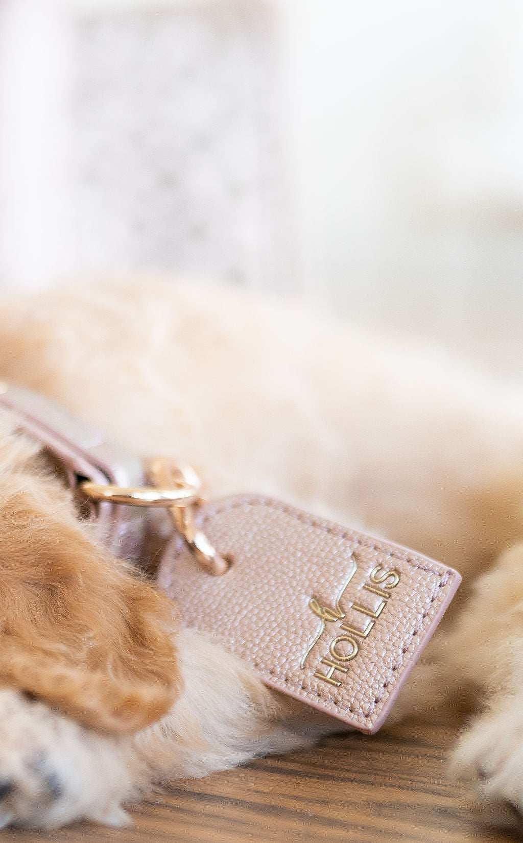 Dog Leash & Collar
